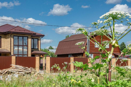 В Госдуму внесли проект о новых штрафах за борщевик